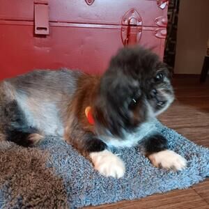 Meet your Posher, Pat